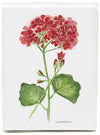 Geranium - box of 8