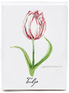 Tulip - box of 8